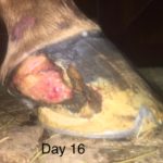 Ed the horse being treated through energy healing treatments on the sixteenth day of progress